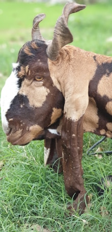 A goat with a distinctive coat pattern, featuring shades of brown and white, is standing on lush green grass. The goat has prominent curved horns and a focused gaze.
