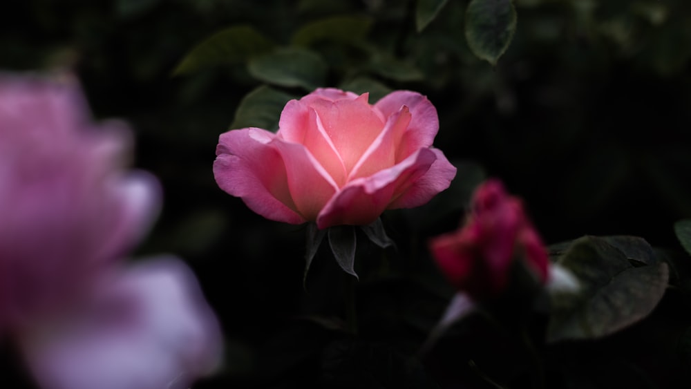 pink rose in bloom during daytime