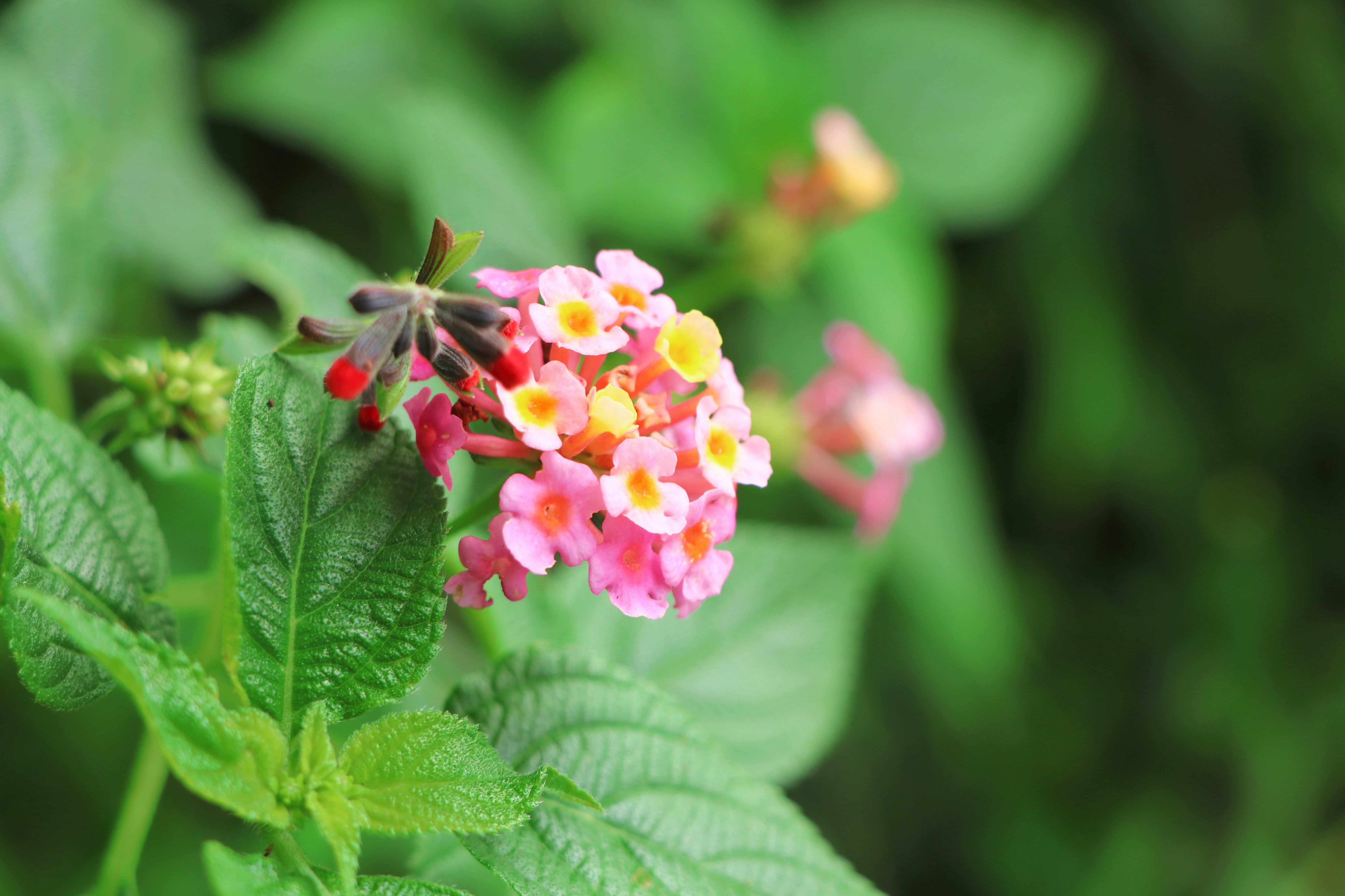 Photo by surensawaitingphotos