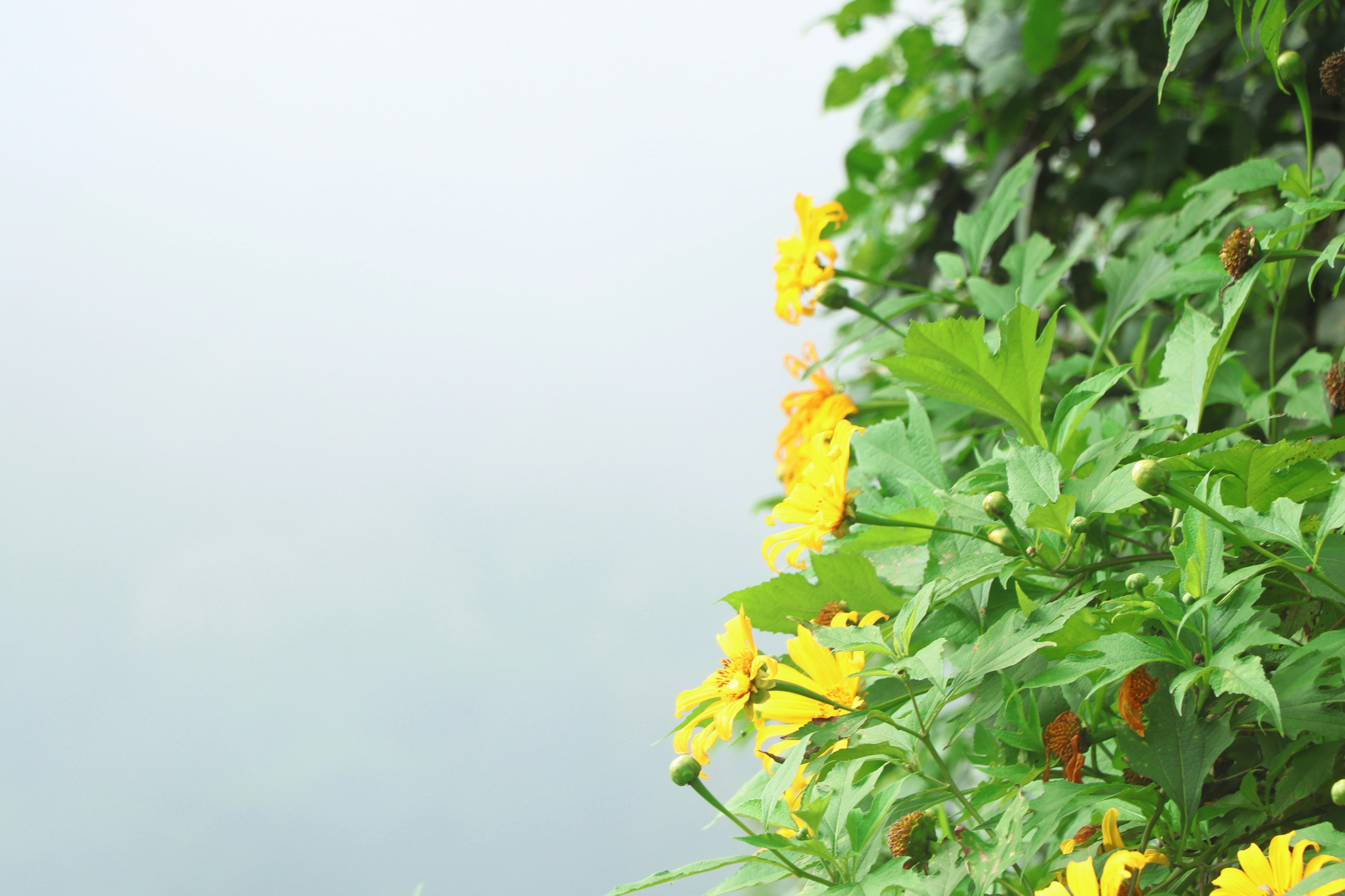 Photo by surensawaitingphotos