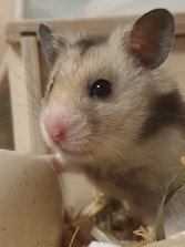 A close-up view of a cute hamster with a light brown and white fur pattern. The hamster has prominent ears and shiny, inquisitive eyes. There is a beige object, possibly a bowl, and some bedding materials in the surroundings.