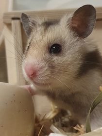 A close-up view of a cute hamster with a light brown and white fur pattern. The hamster has prominent ears and shiny, inquisitive eyes. There is a beige object, possibly a bowl, and some bedding materials in the surroundings.