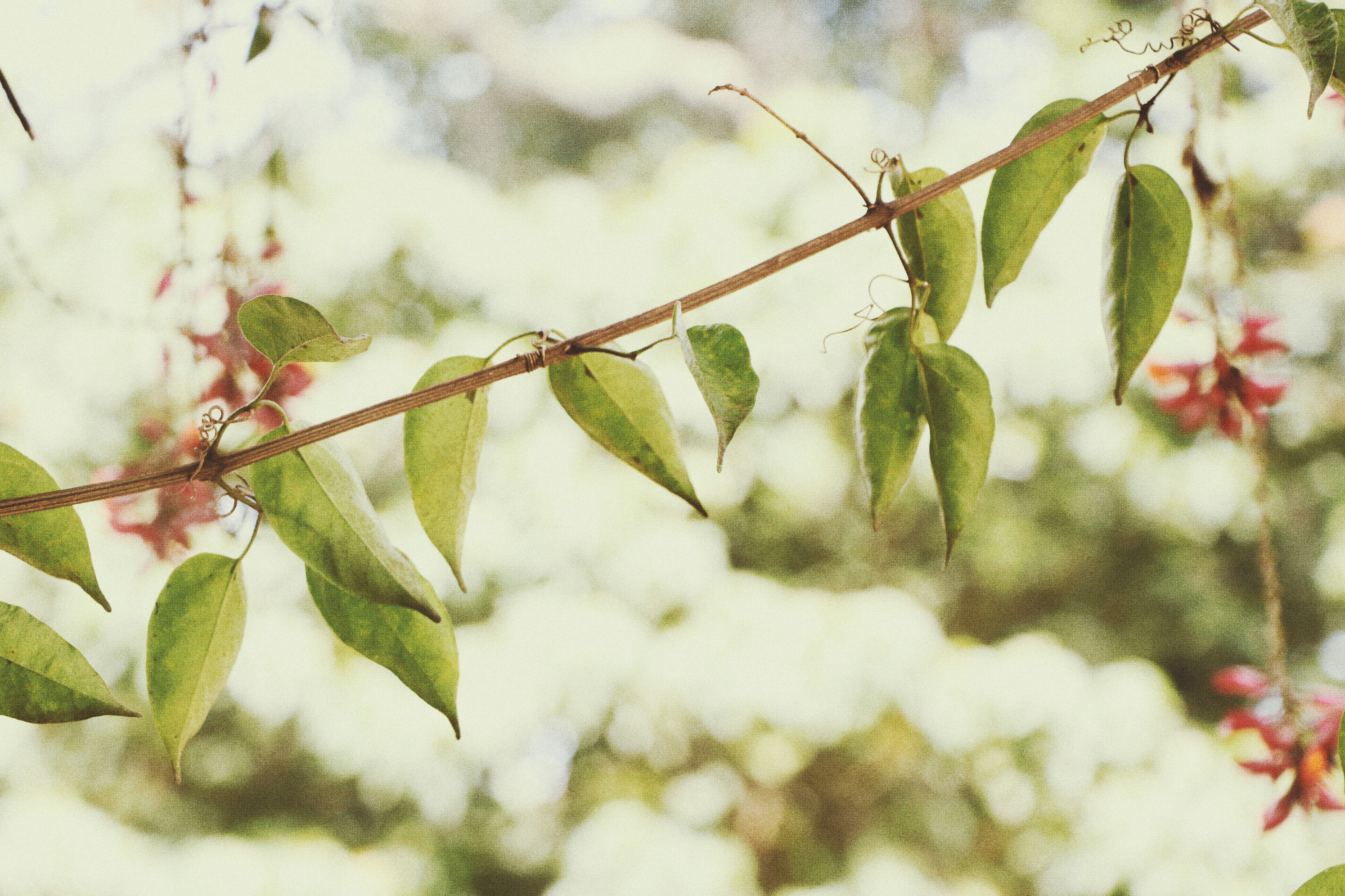 Photo by surensawaitingphotos