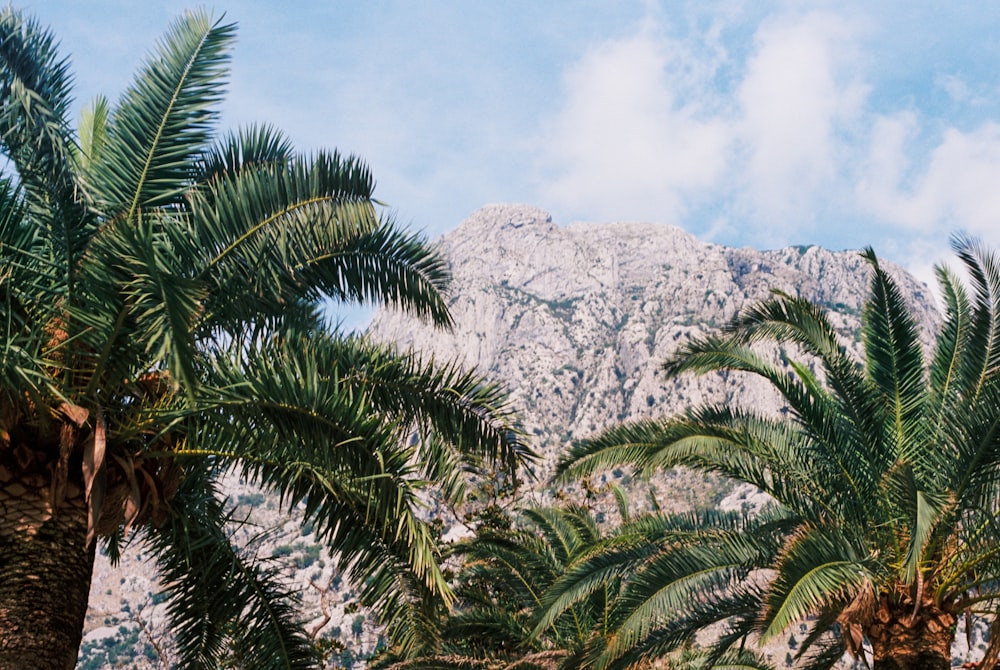 green palm tree near gray rocky mountain under blue sky during daytime