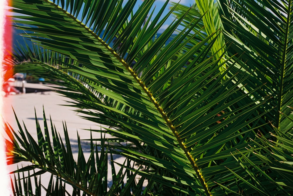 green palm tree under blue sky during daytime