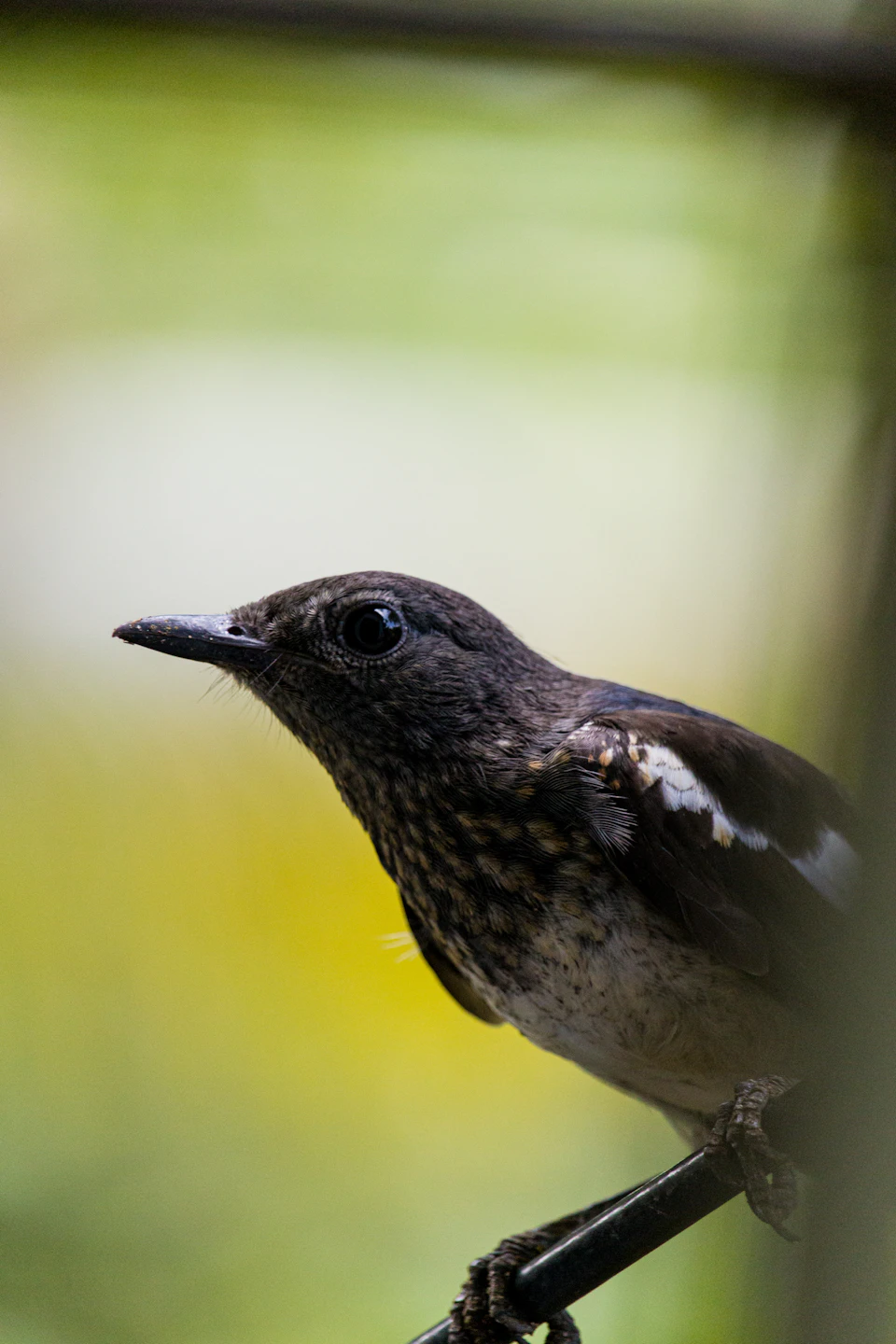 Small bird perched on thin black wire, facing right, in apparent mid-flight movement