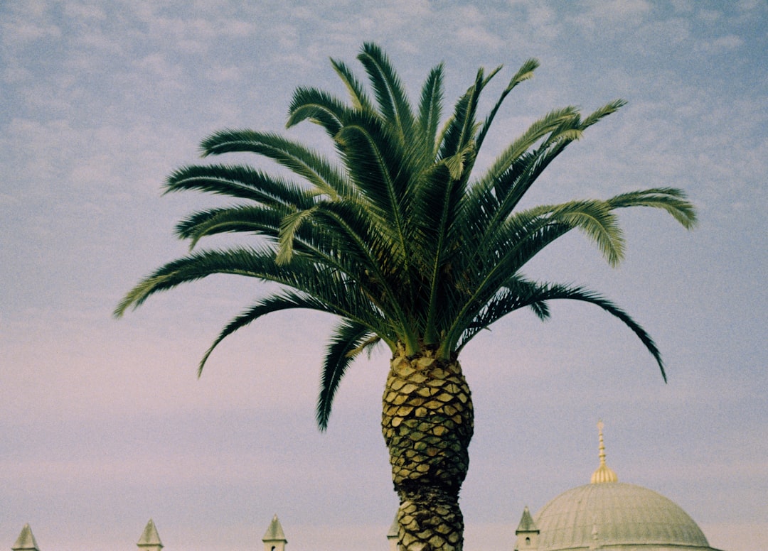 green palm tree near white dome building