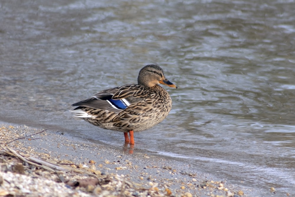 brown duck on water during daytime