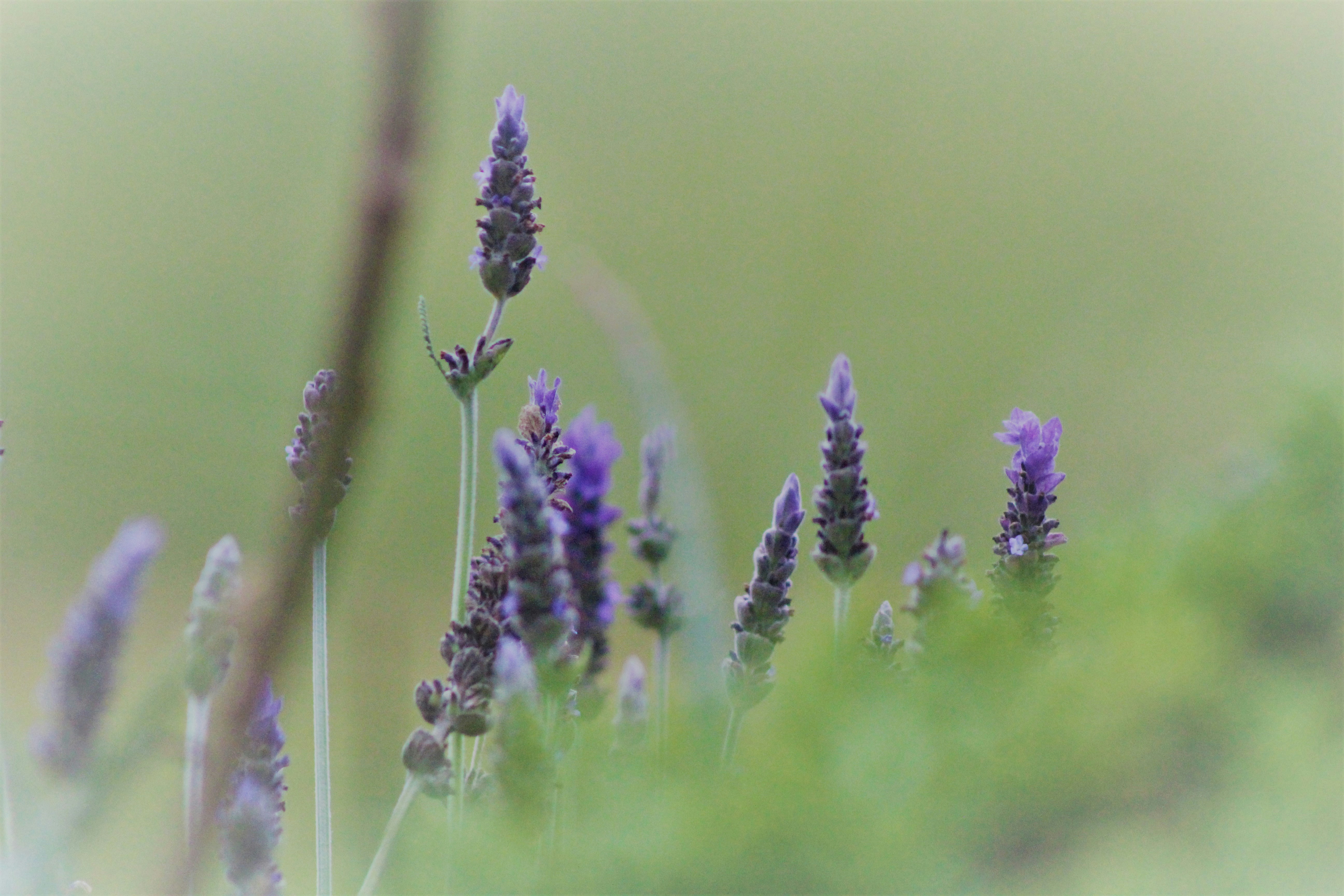 Photo by denissegold