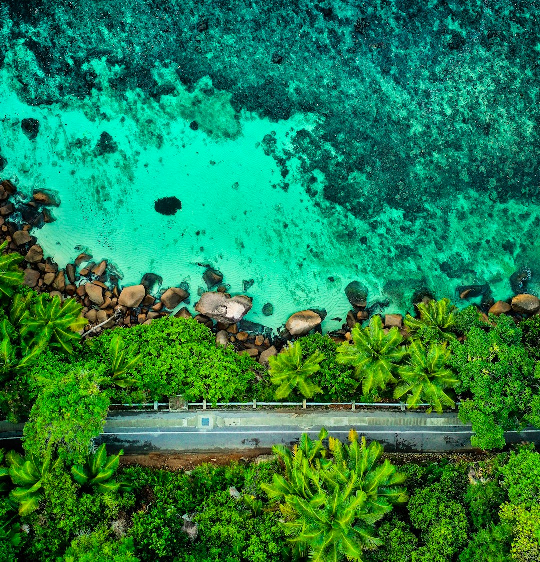 aerial view of people on beach during daytime