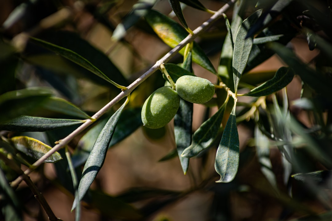 Comment planter un olivier dans une terre argileuse ?
