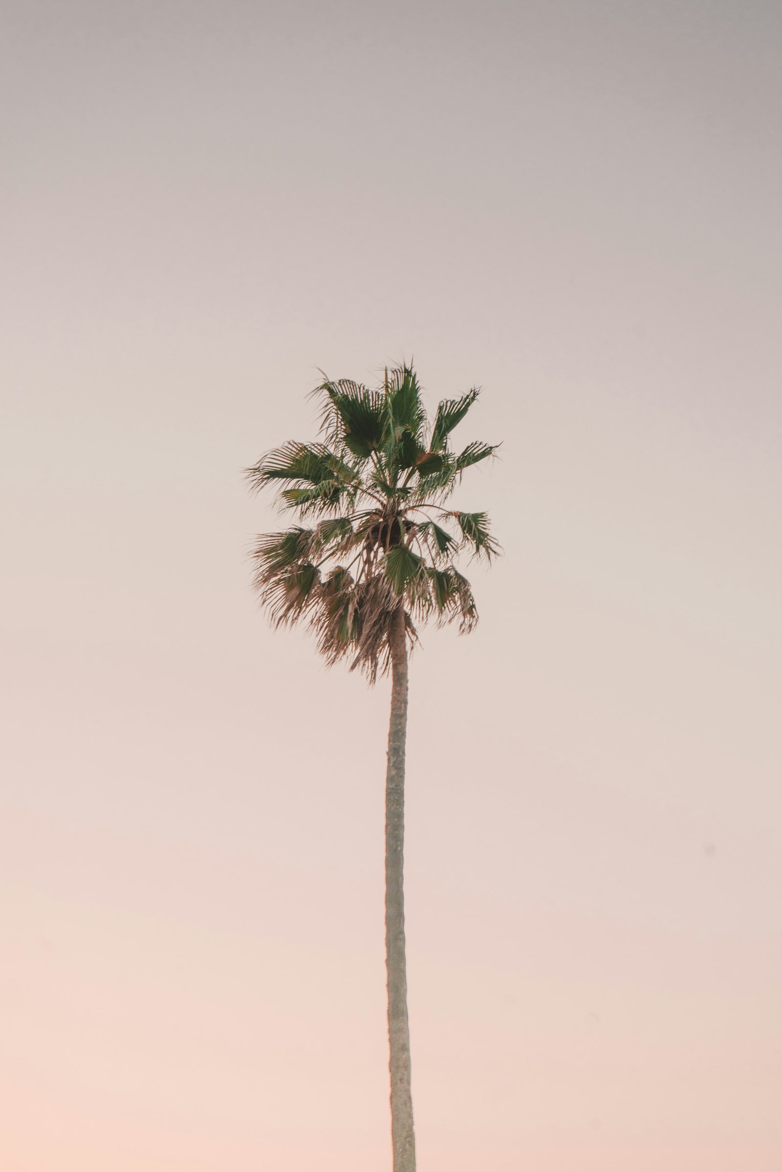 Sony a7R sample photo. Green palm tree under photography