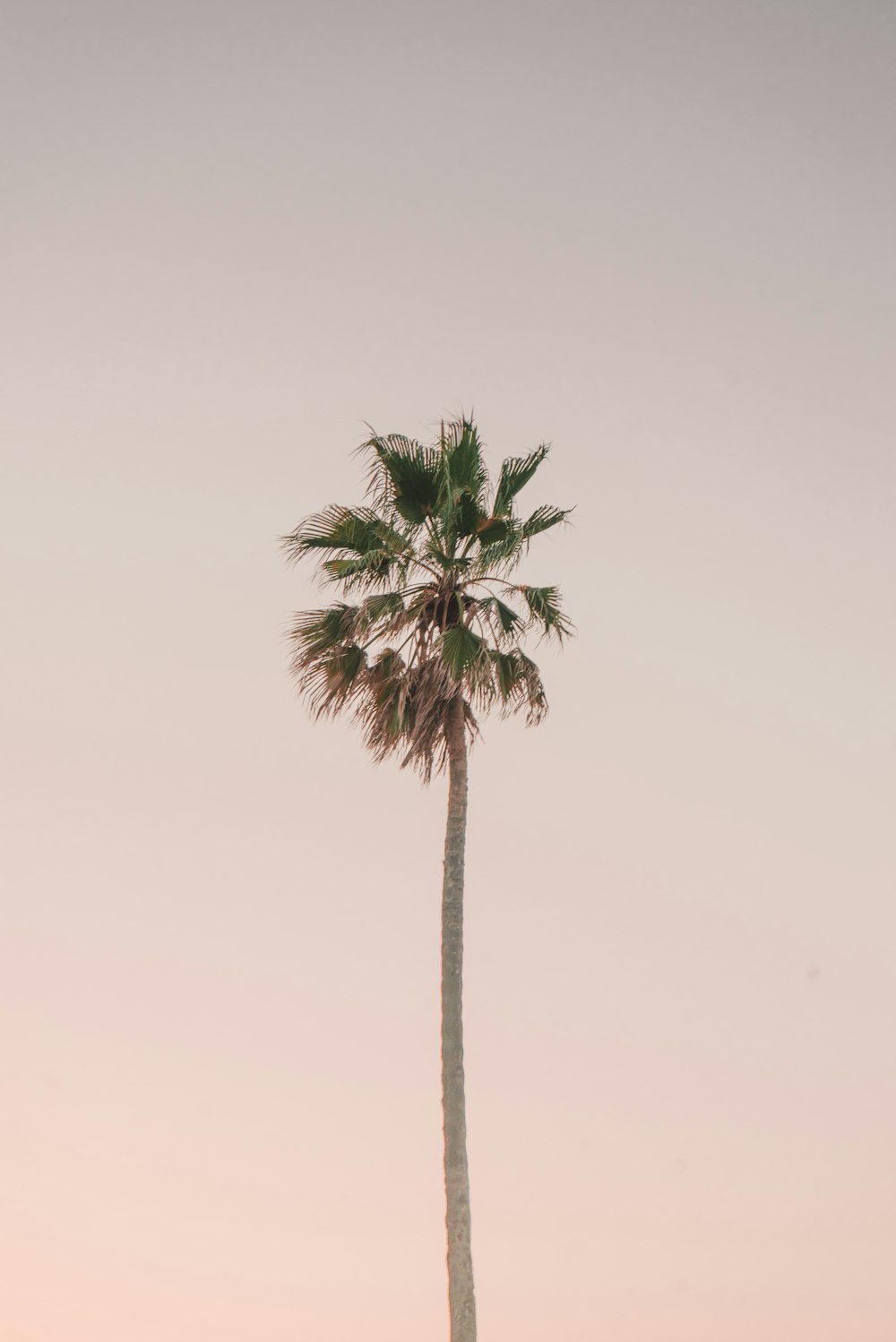 green palm tree under white sky