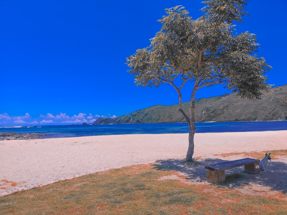 brown wooden picnic table near body of water during daytime