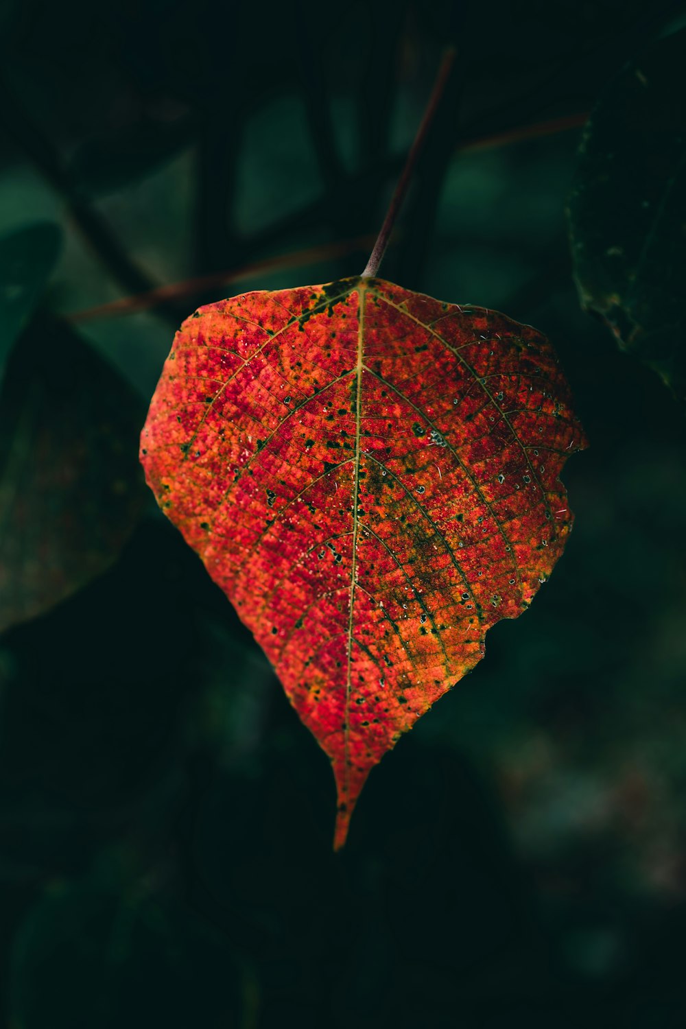 red and brown maple leaf