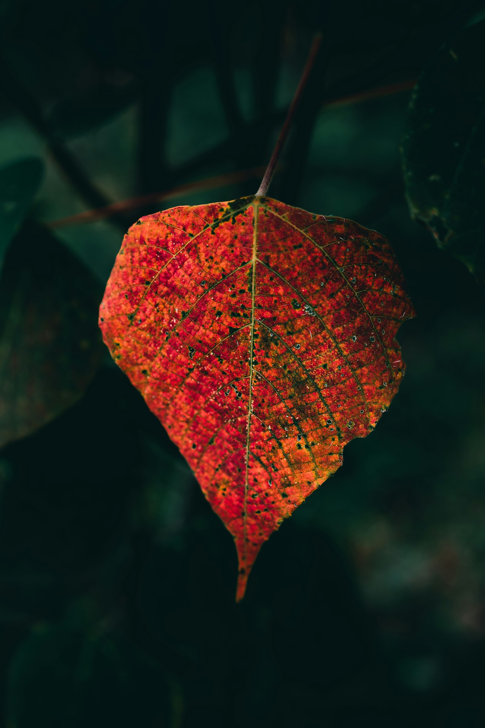 Sony a7 III + Sony Sonnar T* FE 55mm F1.8 ZA sample photo. Red and brown maple photography