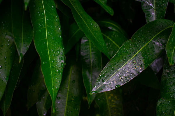 Humidity