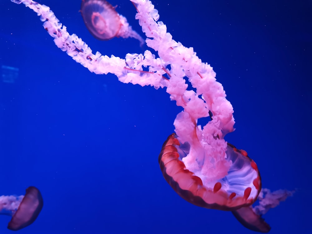 white and blue jellyfish on blue water