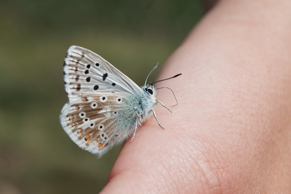 white and black butterfly on human finger