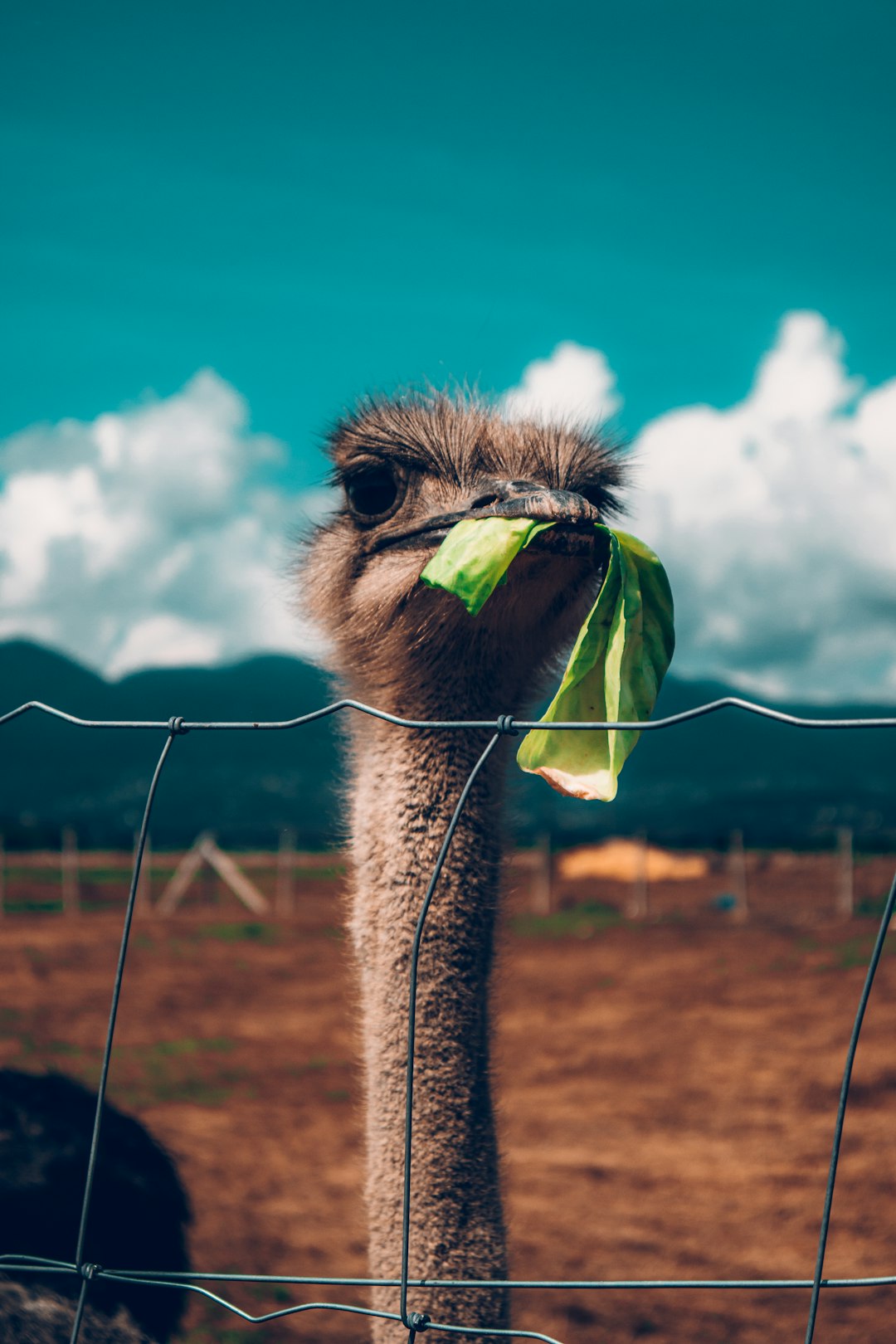  green umbrella on brown metal bar during daytime ostrich