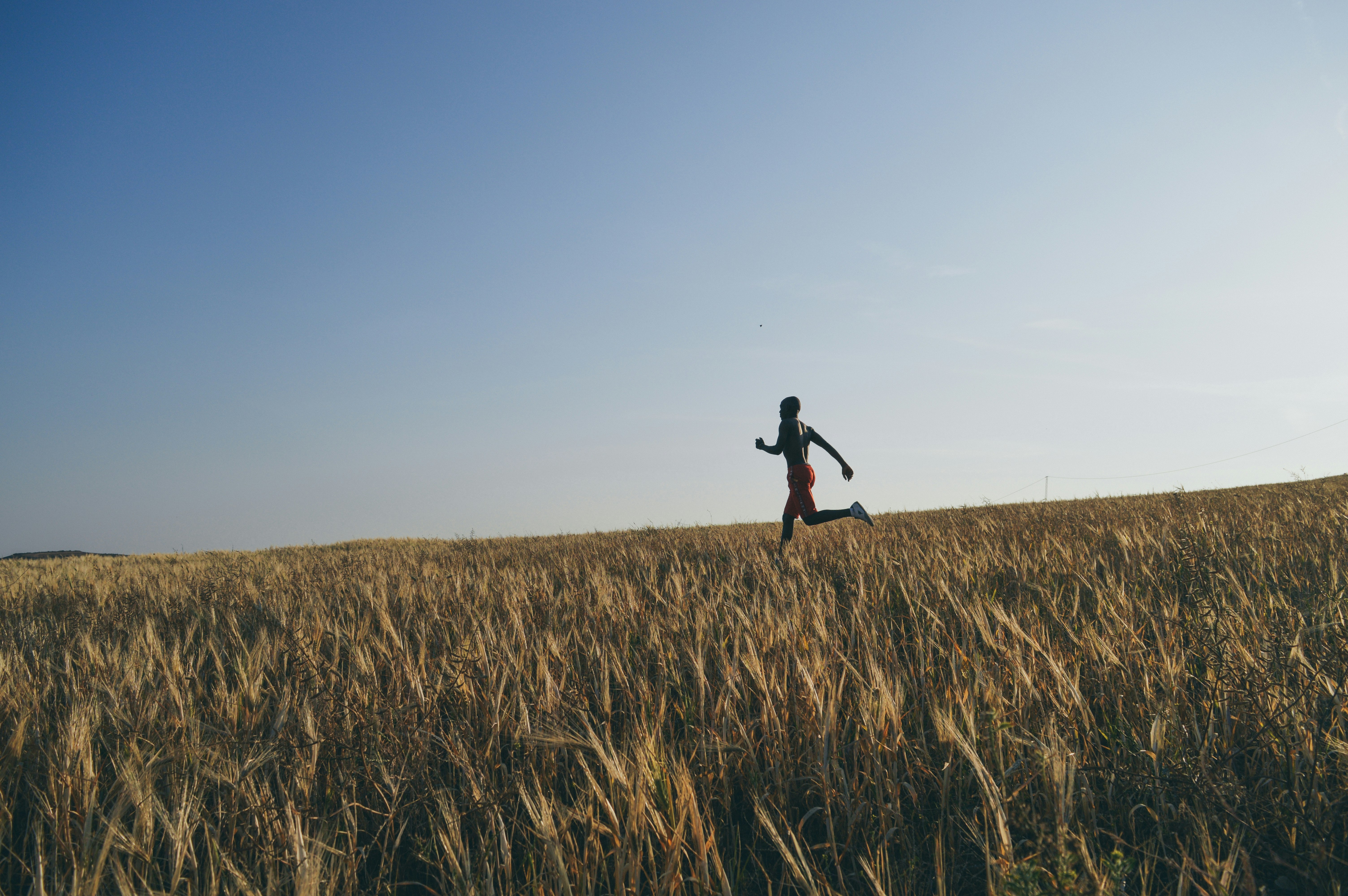 На зображенні - бігун біжить через пшеничне поле