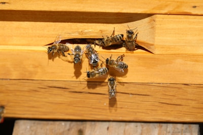 black and yellow wasp on brown wooden surface