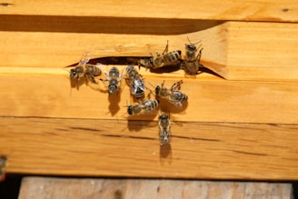 black and yellow wasp on brown wooden surface
