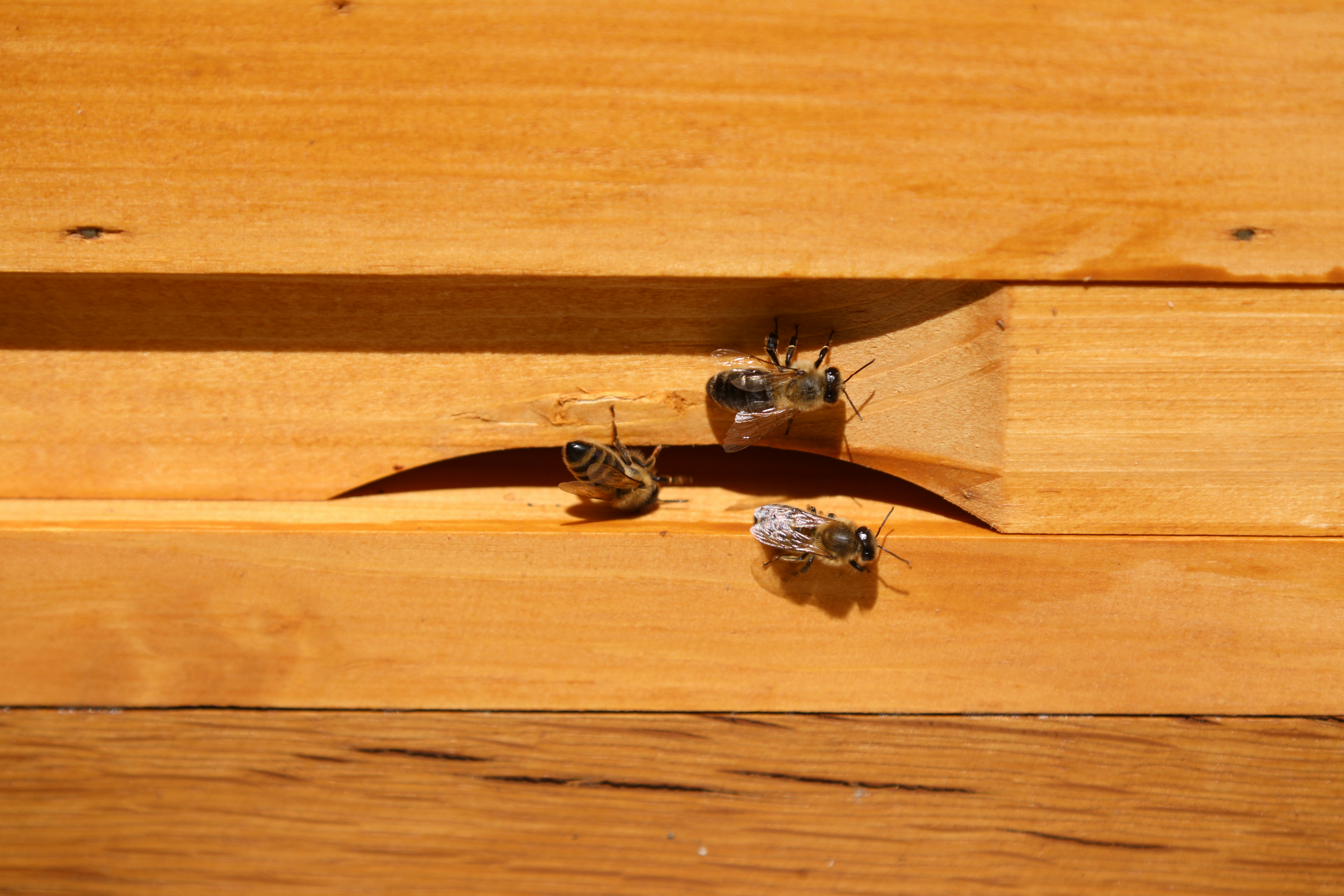 brown and black bee on brown wooden surface