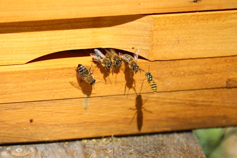 black and brown ant on brown wooden plank