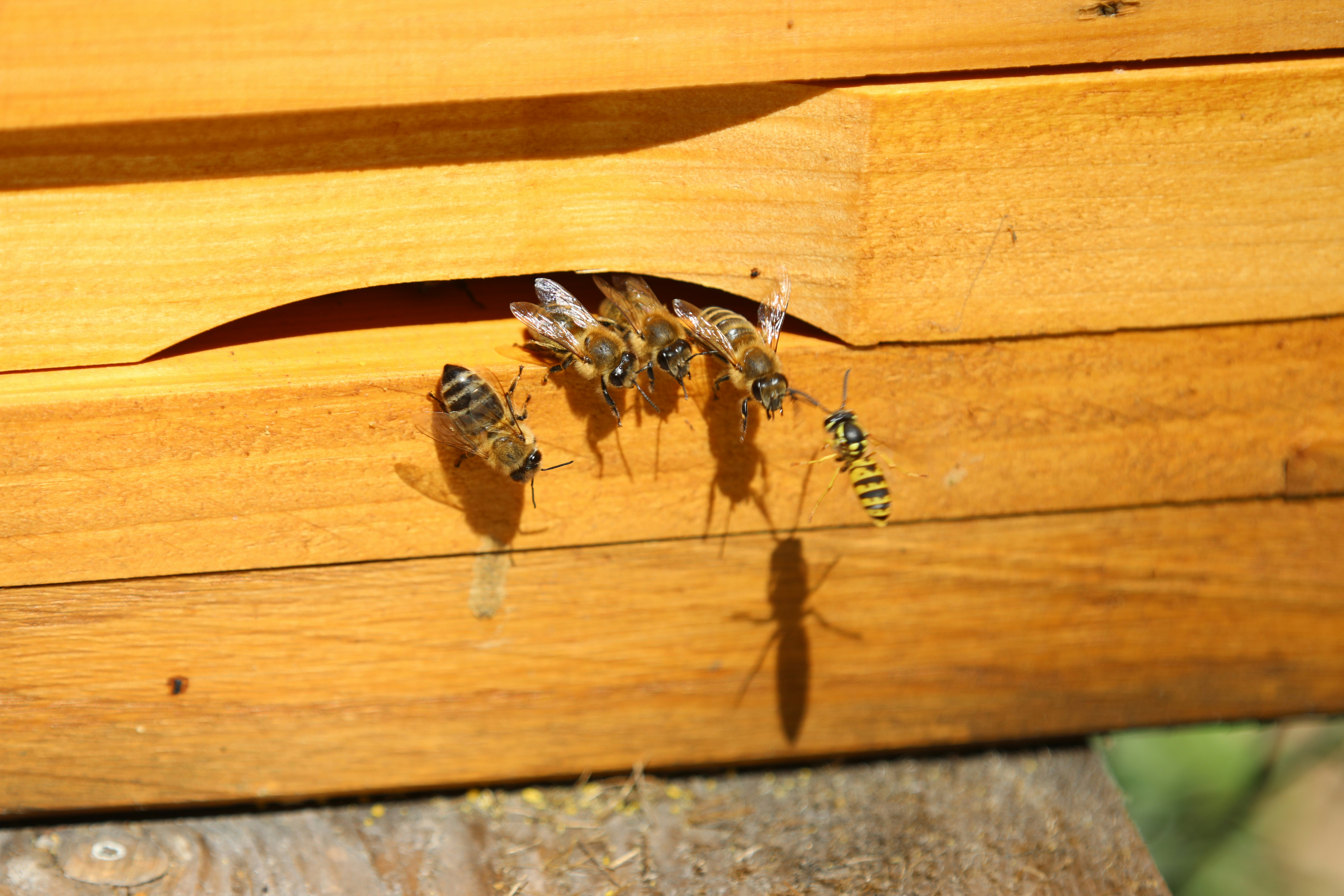 Wasps & Bees on your home