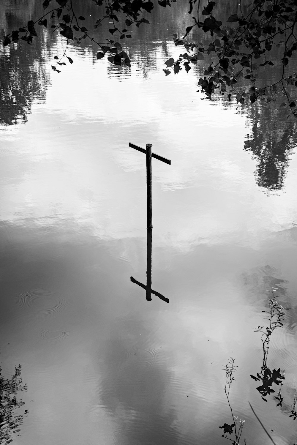 reflection of trees on water