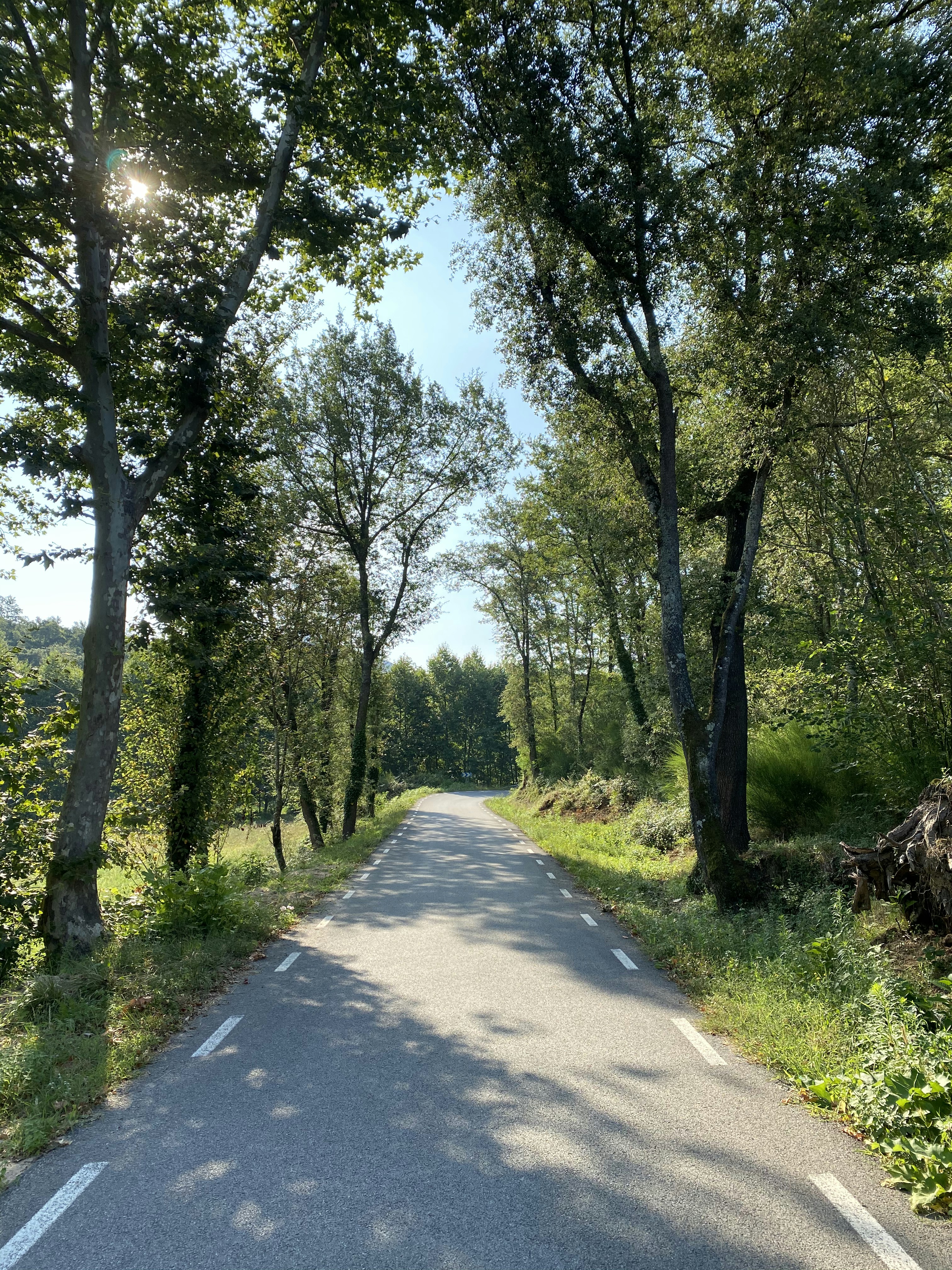 gray concrete road between green trees during daytime
