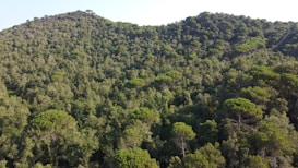 A dense forested area with a variety of trees covering rolling hills. The vegetation is lush and predominantly green, indicating a healthy and thriving ecosystem. The landscape is expansive, stretching as far as the eye can see.