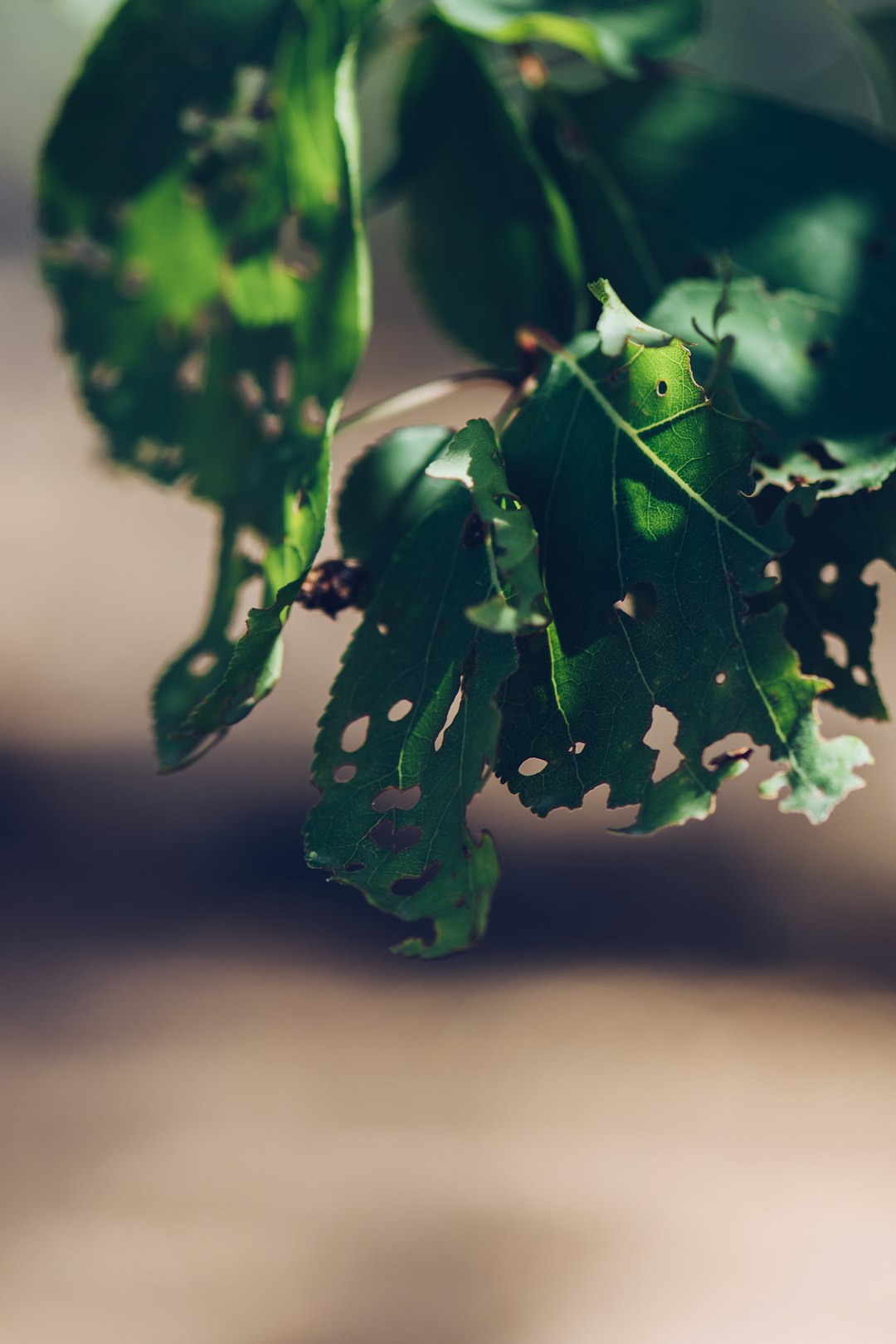 green leaf with water droplets