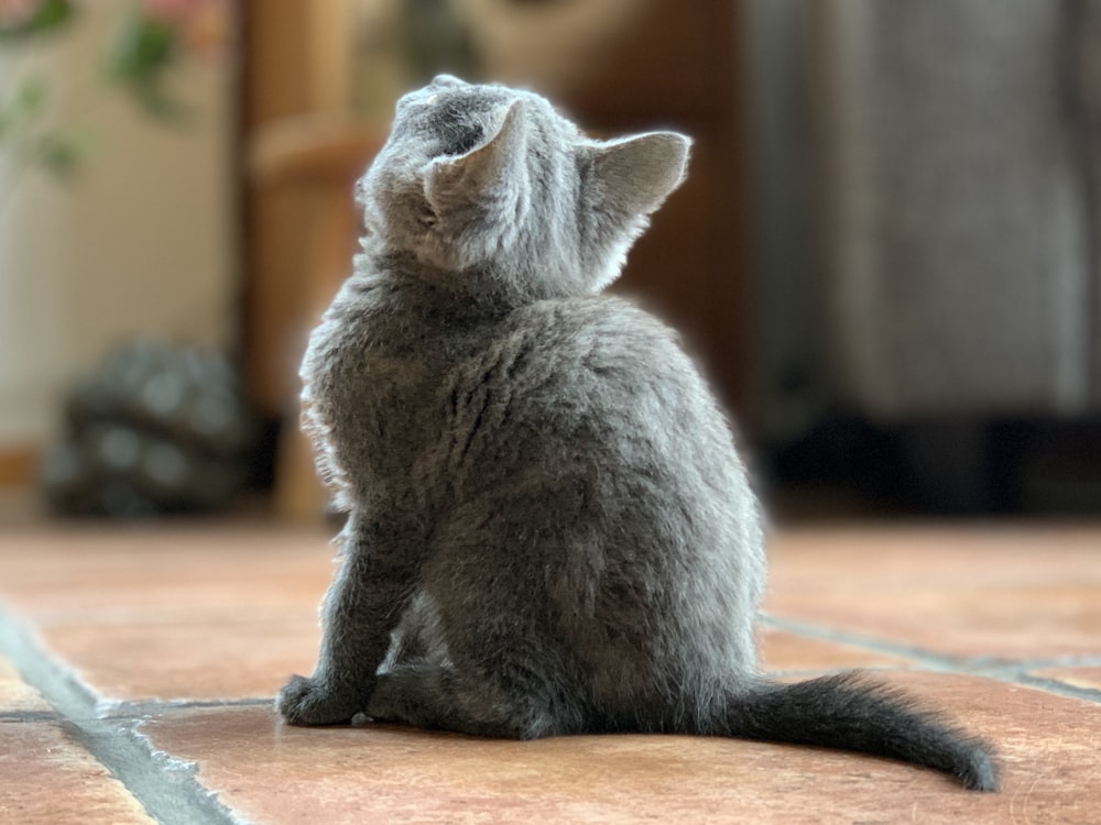 gray cat on brown wooden table