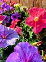 A vibrant flower board showcasing our premium offerings.