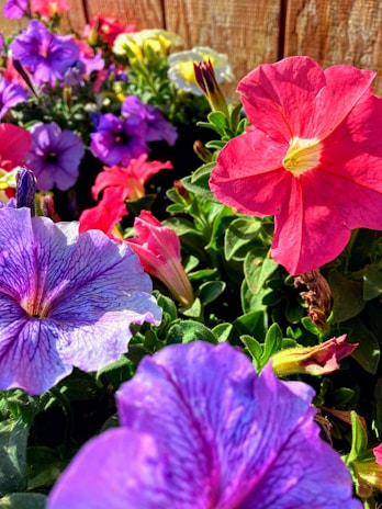 A collection of colorful flowers arranged thoughtfully, representing the start of a forest.