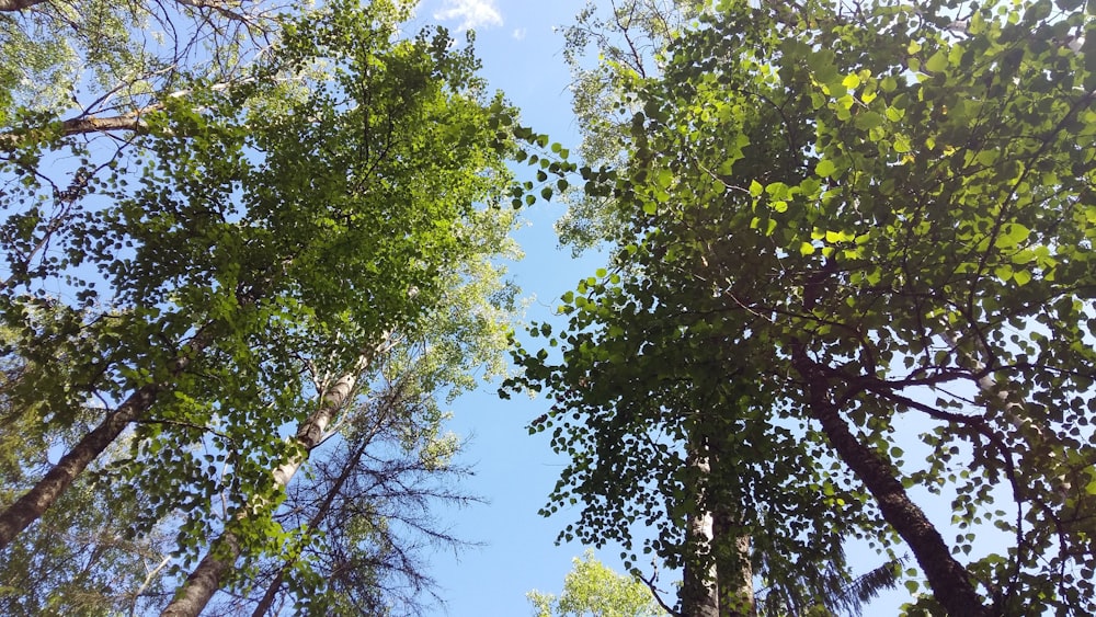 green tree under blue sky during daytime