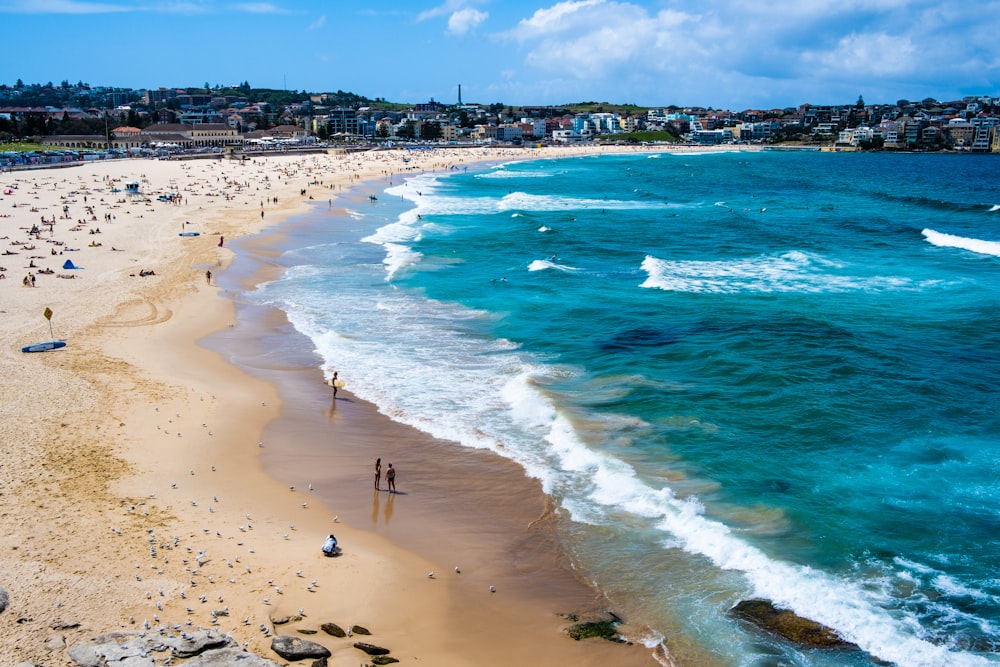 people on beach during daytime