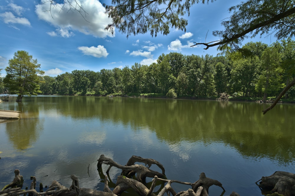 green trees beside lake during daytime