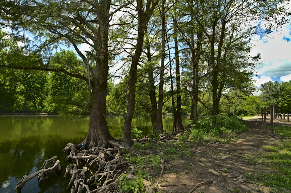 green trees near river during daytime