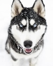 white and black siberian husky