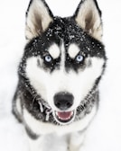 A Siberian Husky with striking blue eyes running through fresh snow.