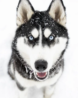 A serene Siberian Husky resting in the snow with bright blue eyes