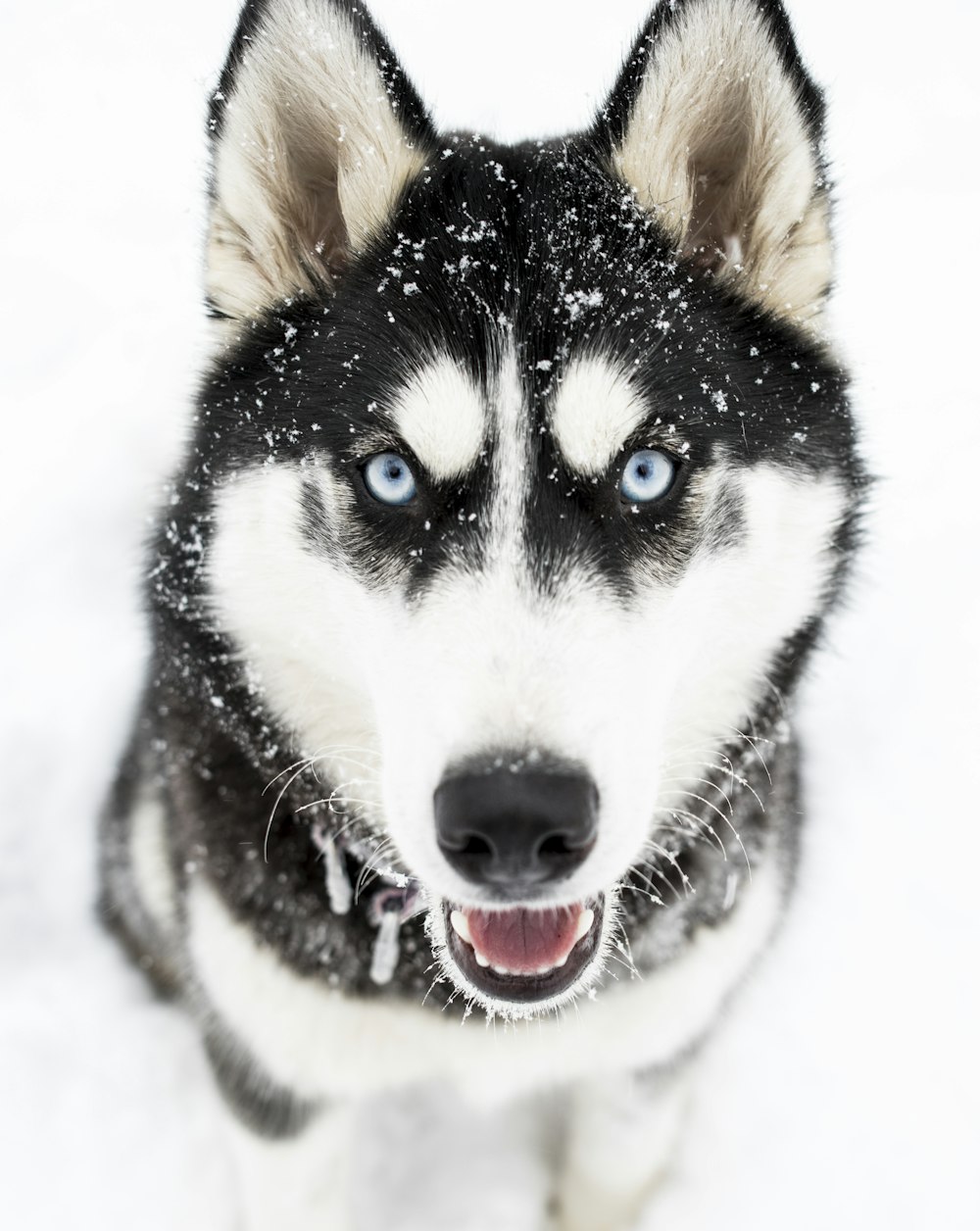 white and black siberian husky