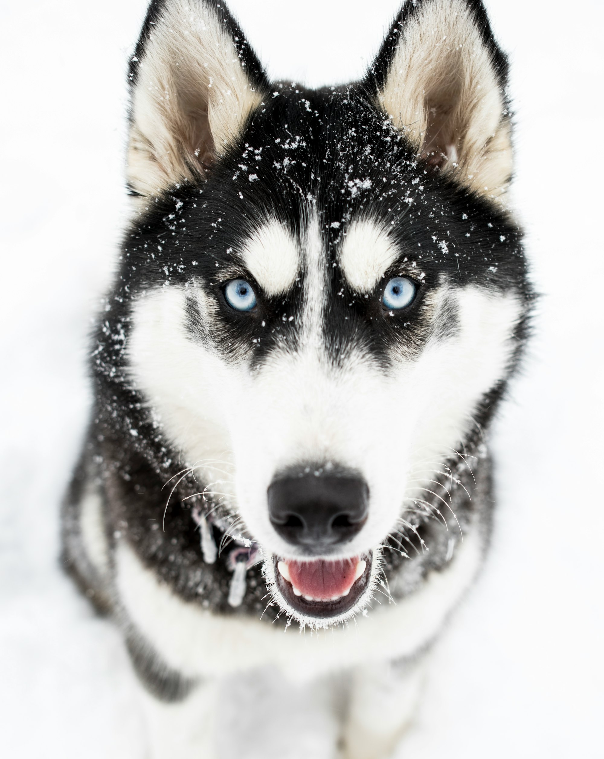 My husky in the Colorado mountains during a wonderful snow storm. Instagram.com/thecantupack