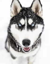 A close-up of a Siberian Husky with striking blue eyes, standing in a snowy setting. Snowflakes speckle its black and white fur, especially around its face and ears.