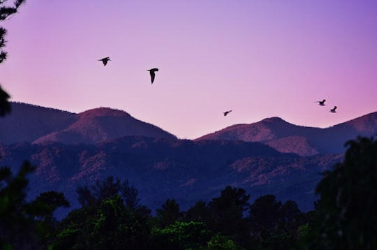 birds flying over green trees during daytime in San Jose de Las Matas Dominican Republic