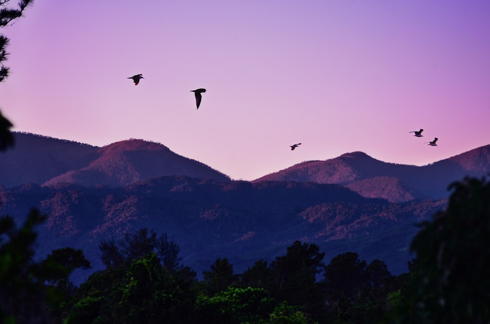 birds flying over green trees during daytime