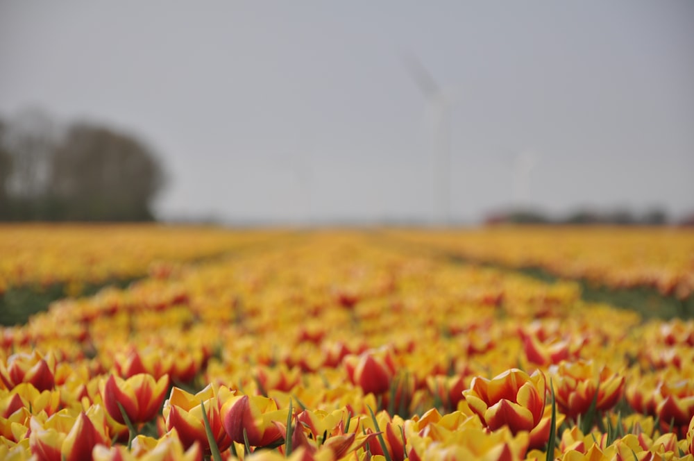 red tulips field during daytime